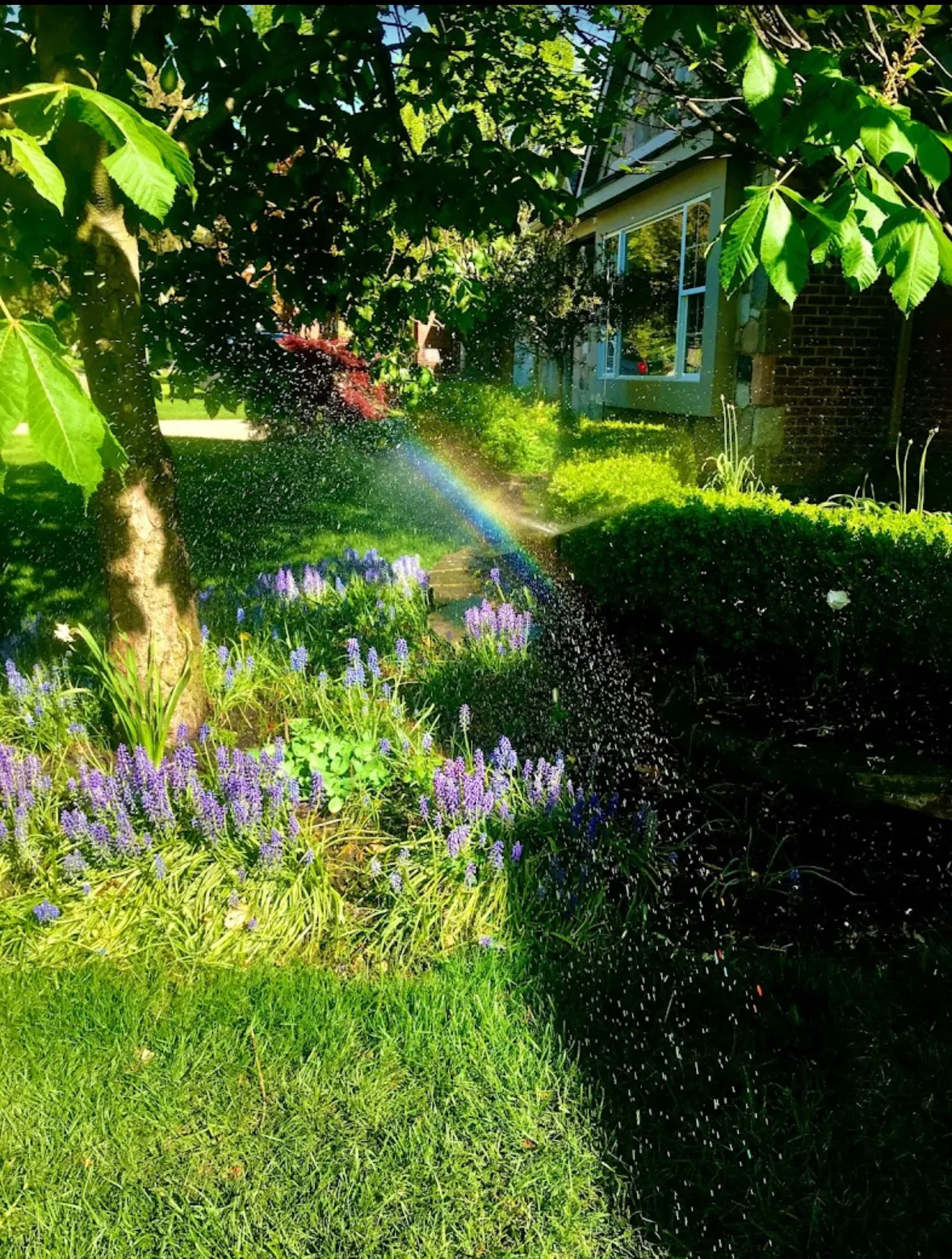 Sprinkler irrigation service in Roseville, MI